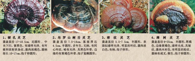 圖片關鍵詞 圖片關鍵詞