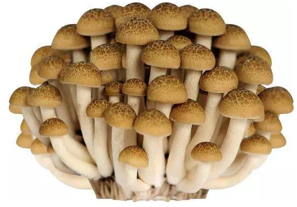 圖片關鍵詞 http://www.trickimania.com/ewebeditor/uploadfile/20170914091421667001.png