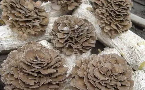 圖片關鍵詞 http://www.trickimania.com/ewebeditor/uploadfile/20170914091445139001.png