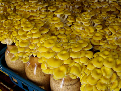 圖片關鍵詞 http://www.trickimania.com/ewebeditor/uploadfile/20171009104138453001.png