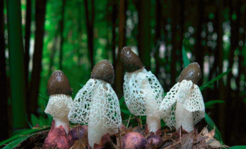 圖片關鍵詞 http://www.trickimania.com/ewebeditor/uploadfile/20180828110329835001.png