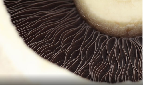 圖片關鍵詞 http://www.mushroommarket.net/file/upload/201912/18/09-20-31-22-283825.png