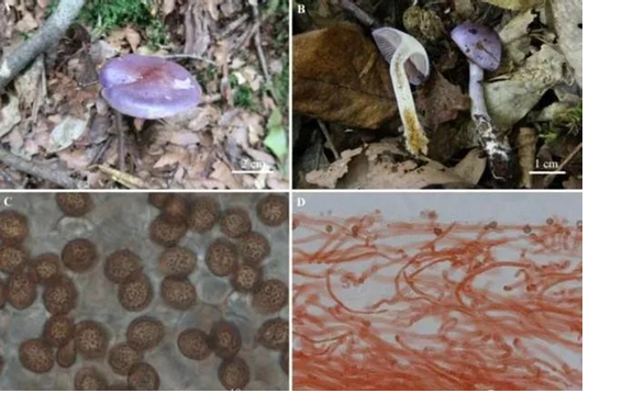 圖片關鍵詞 圖片關鍵詞