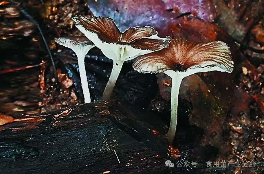 圖片關鍵詞 圖片關鍵詞