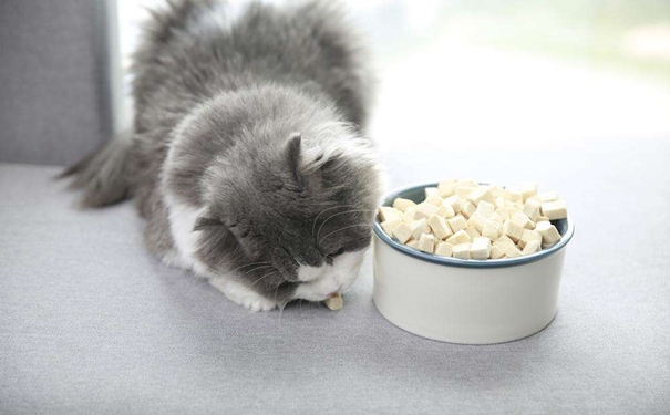 凍干寵物食品進口報關的流程是怎樣的？